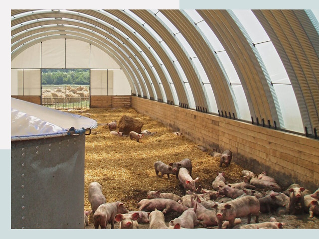 Строительство свинарников в Миассе